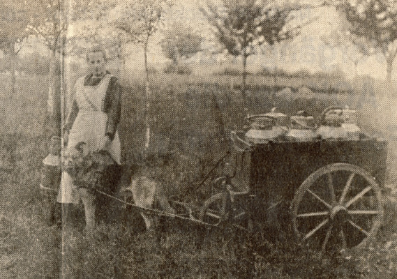 Helene Pfingsten mit ihrem Hundekarren 1925; Zeitungsbild: privat